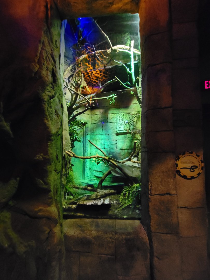 Akron Zoo - Cave-dwelling rat snake exhibit