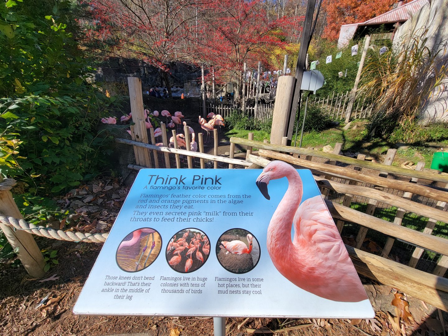 Akron Zoo - Chilean flamingos