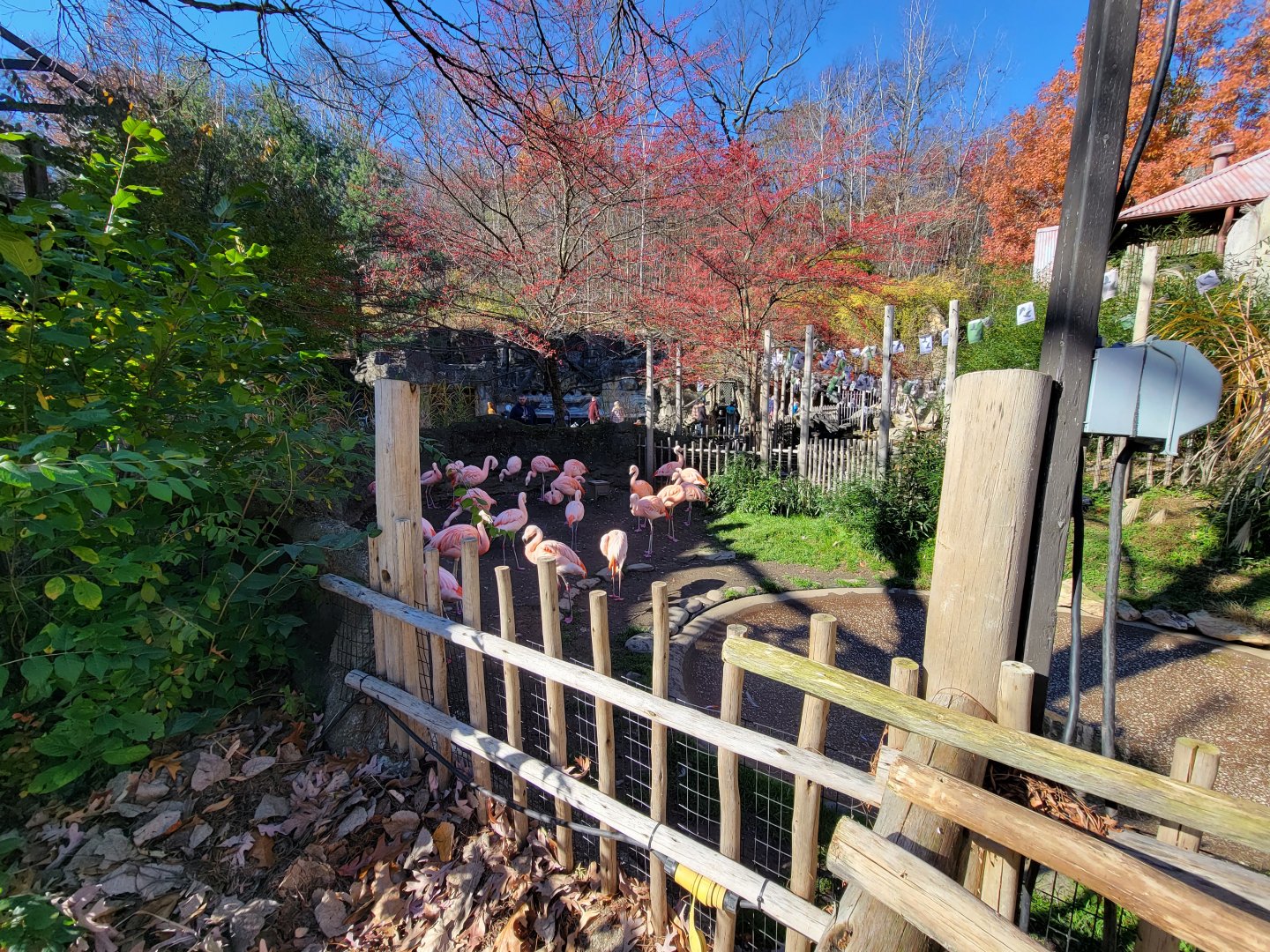 Akron Zoo - Chilean flamingos