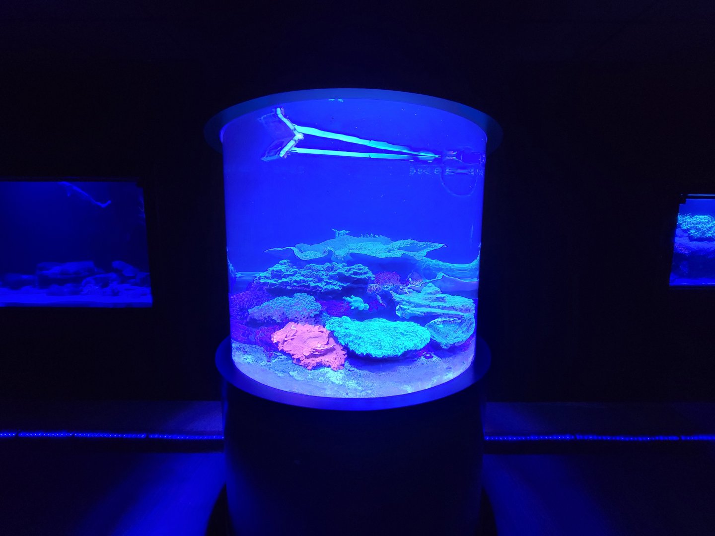 Akron Zoo - Curious Creatures, Banggai cardinalfish in nocturnal fish area