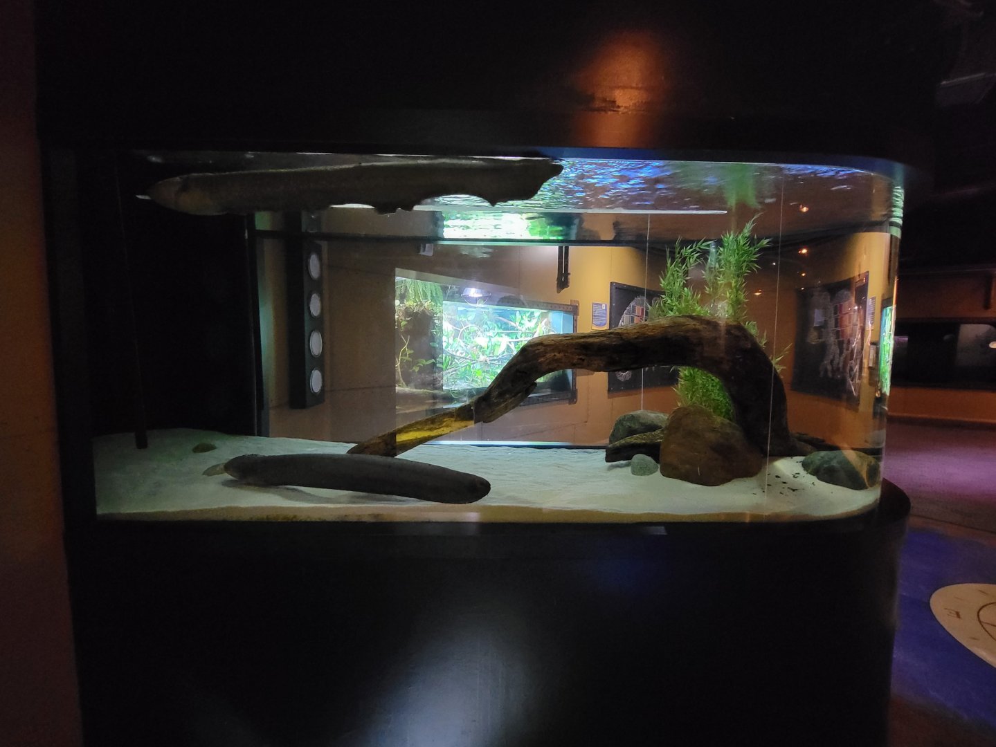 Akron Zoo - Curious Creatures, electric eel