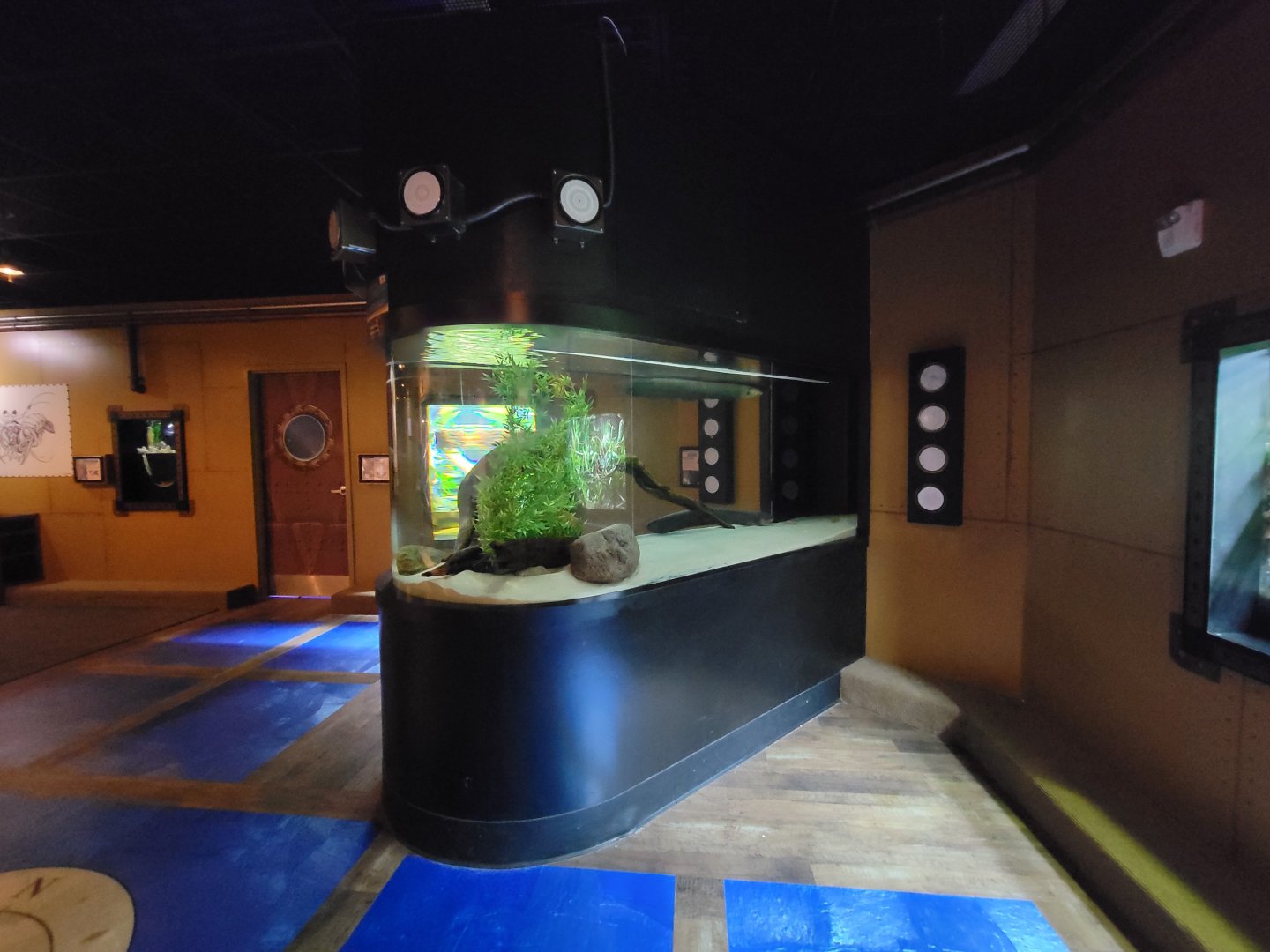 Akron Zoo - Curious Creatures, electric eel