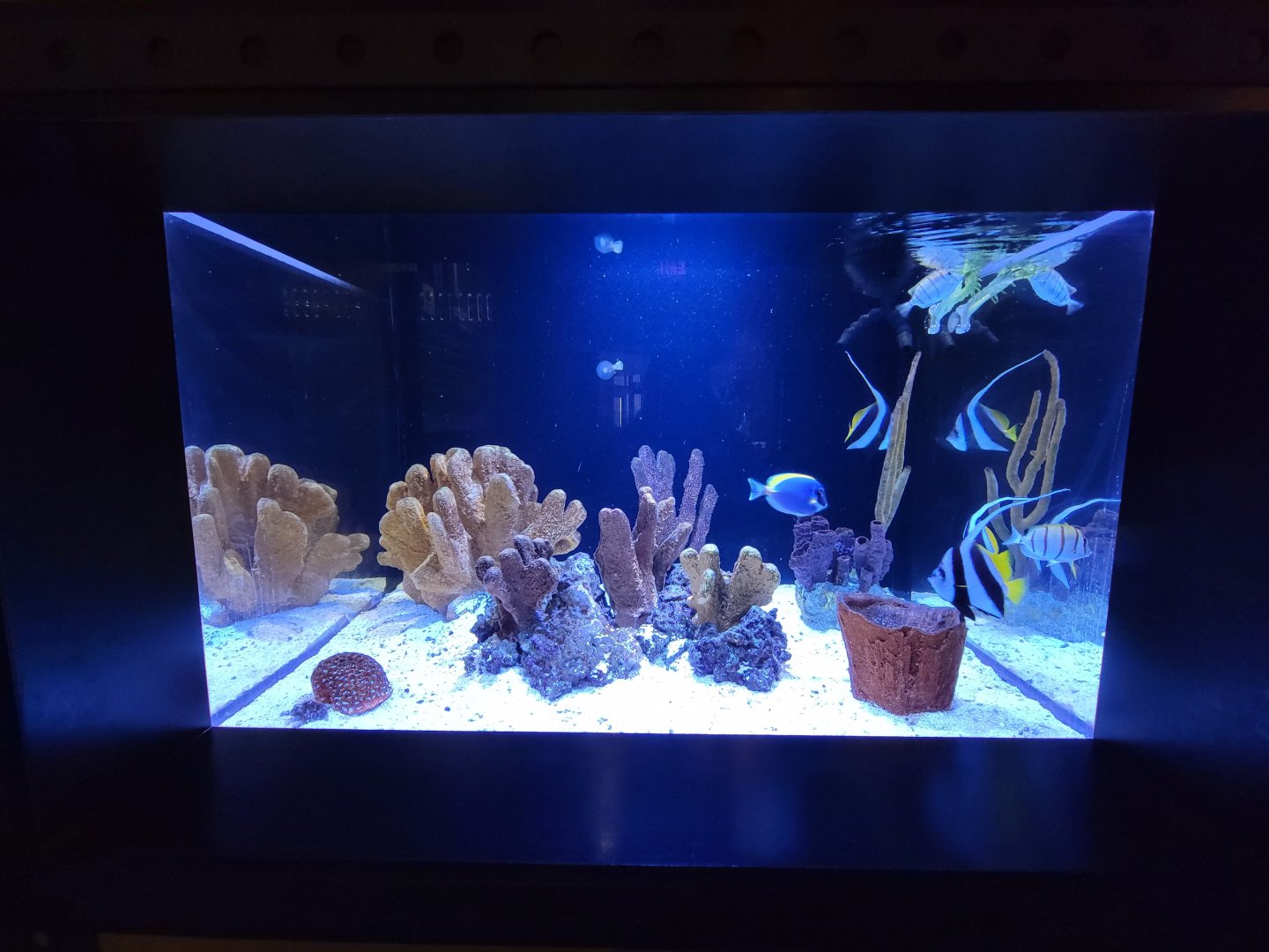 Akron Zoo - Curious Creatures, first fish tank