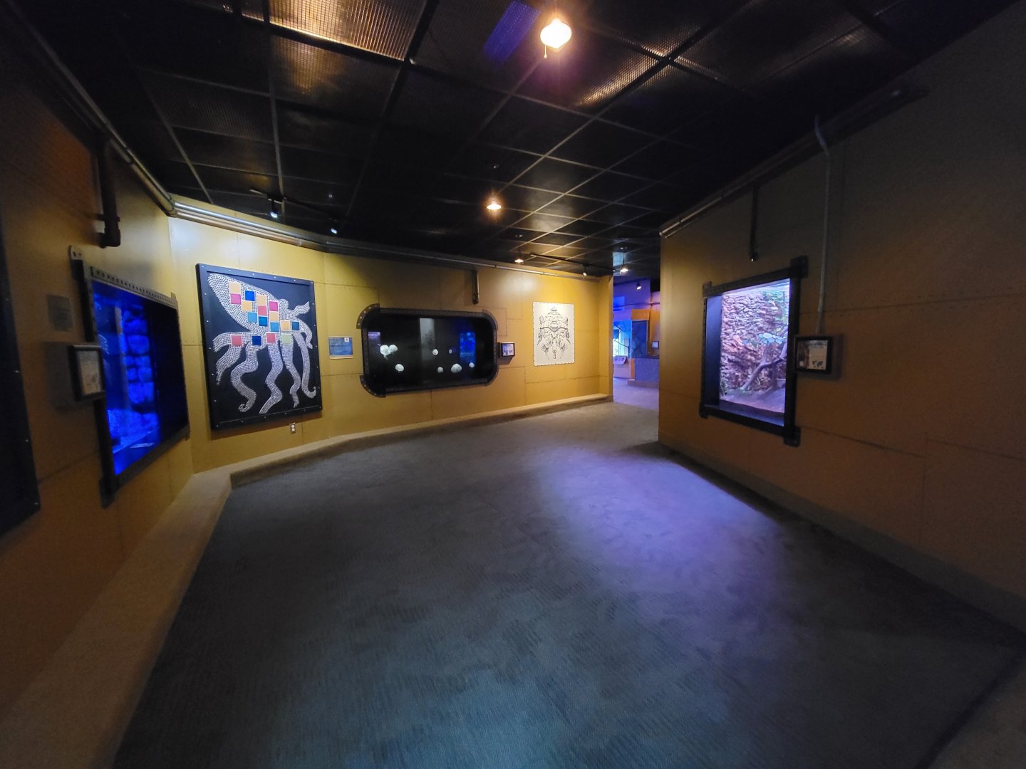 Akron Zoo - Curious Creatures, Giant Pacific octopus on left, moon jellies ahead, giant prickly stick insect on right