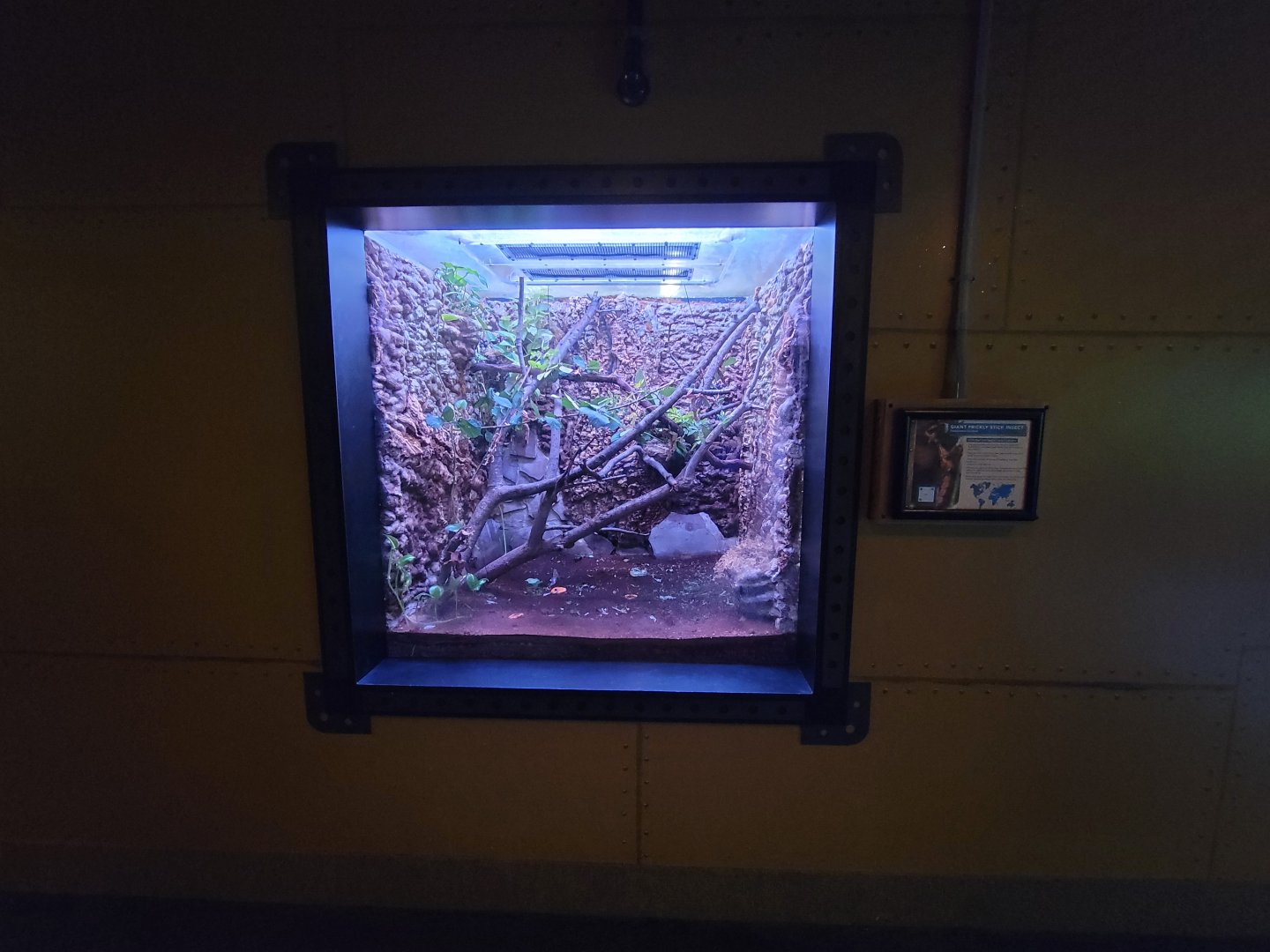 Akron Zoo - Curious Creatures, giant prickly stick insect