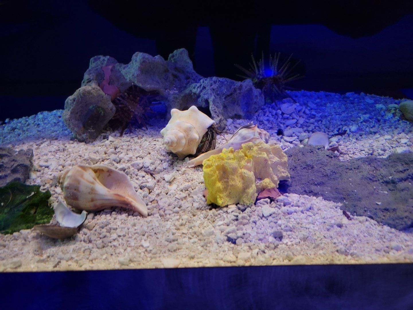 Akron Zoo - Curious Creatures, hermit crab species at VR ticket booth