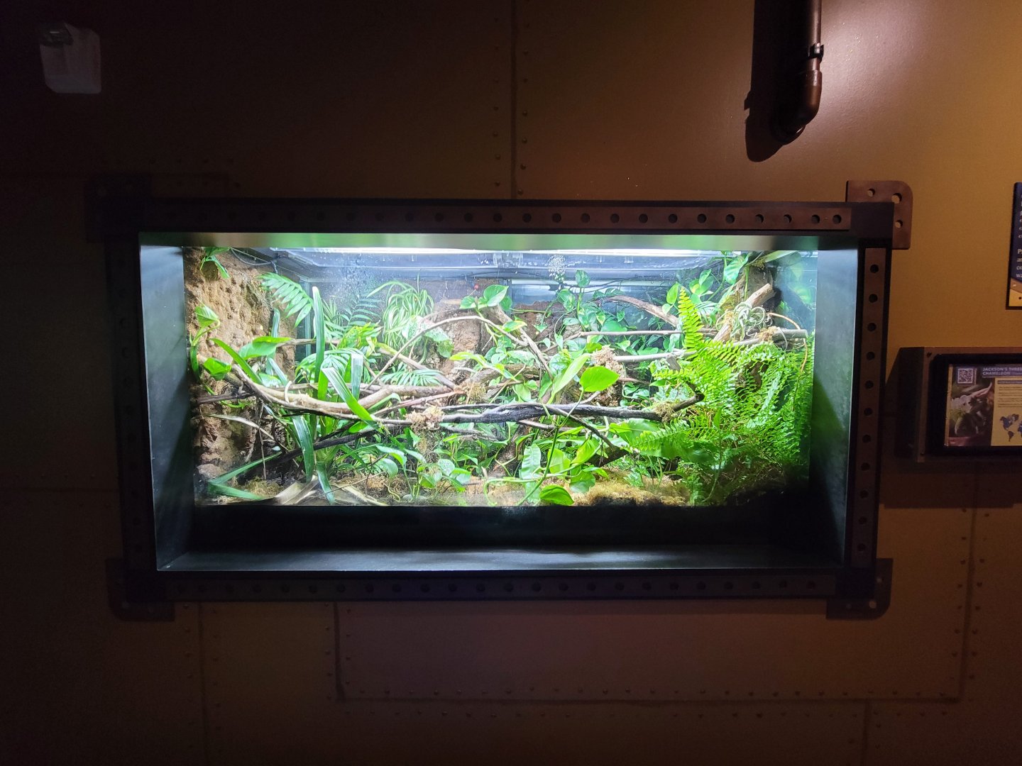 Akron Zoo - Curious Creatures, Jackson's chameleon