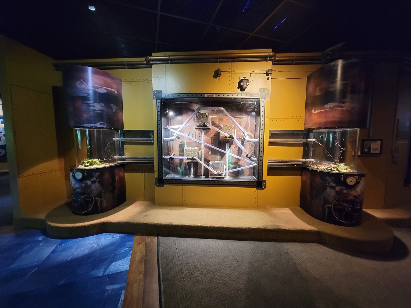 Akron Zoo - Curious Creatures, leaf-cutter ants