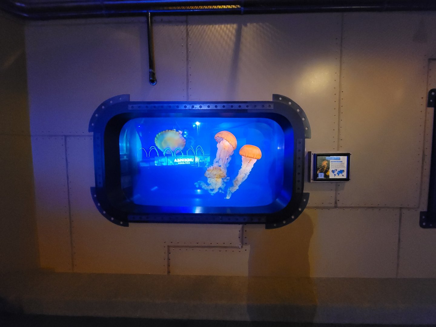 Akron Zoo - Curious Creatures, Pacific sea nettles