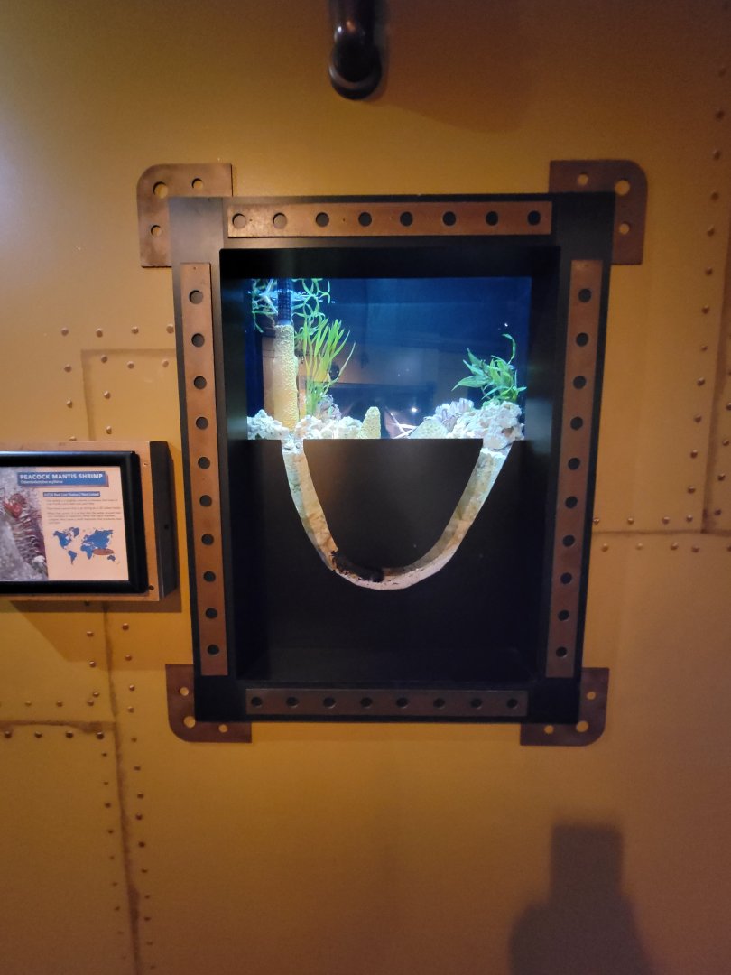 Akron Zoo - Curious Creatures, peacock mantis shrimp