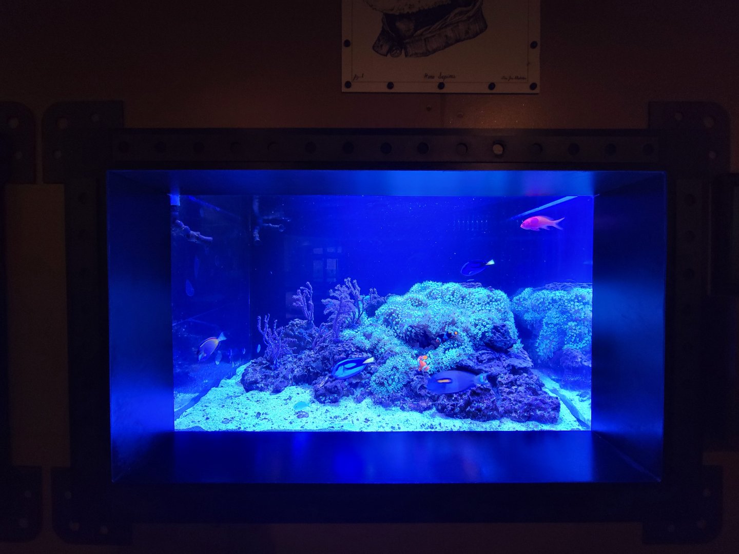 Akron Zoo - Curious Creatures, second fish tank