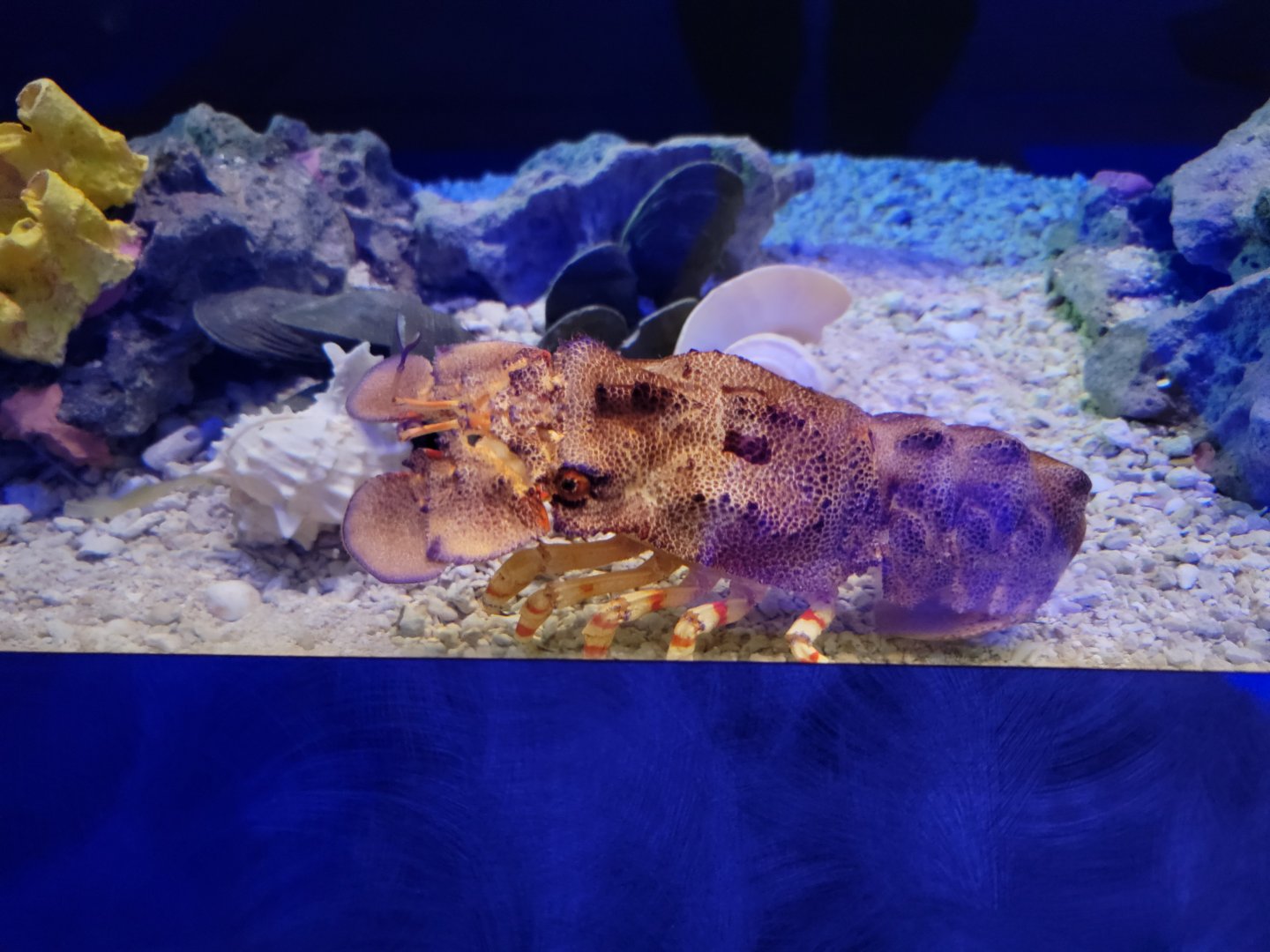 Akron Zoo - Curious Creatures, slipper lobster species at VR ticket booth