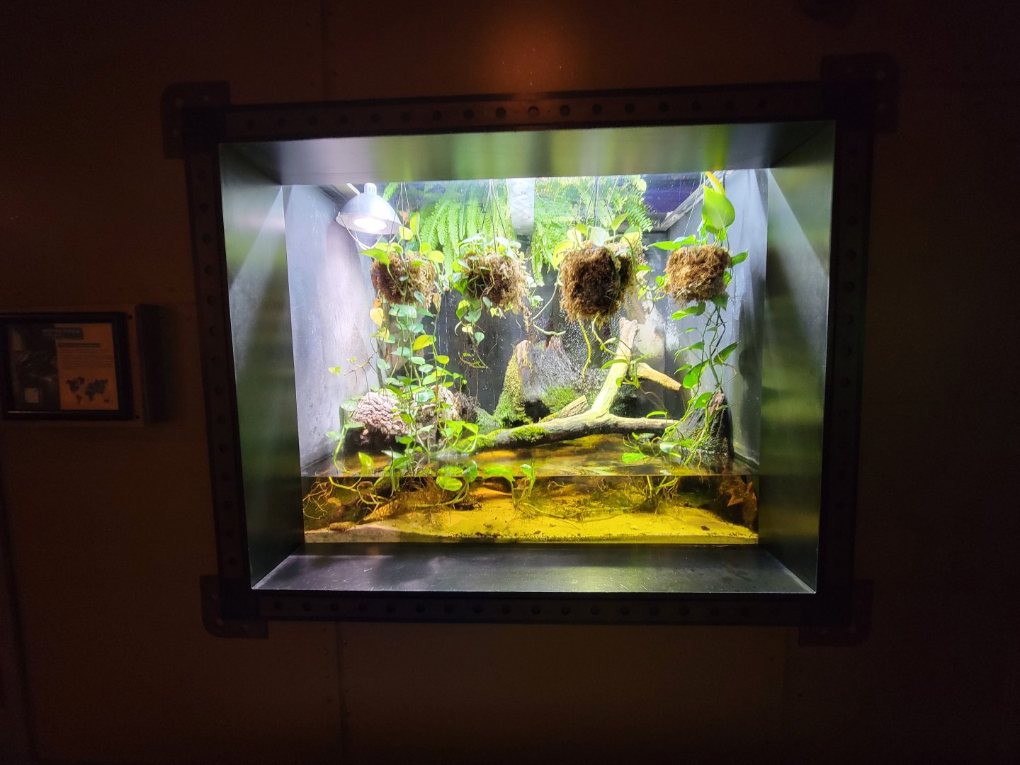 Akron Zoo - Curious Creatures, spotted turtles