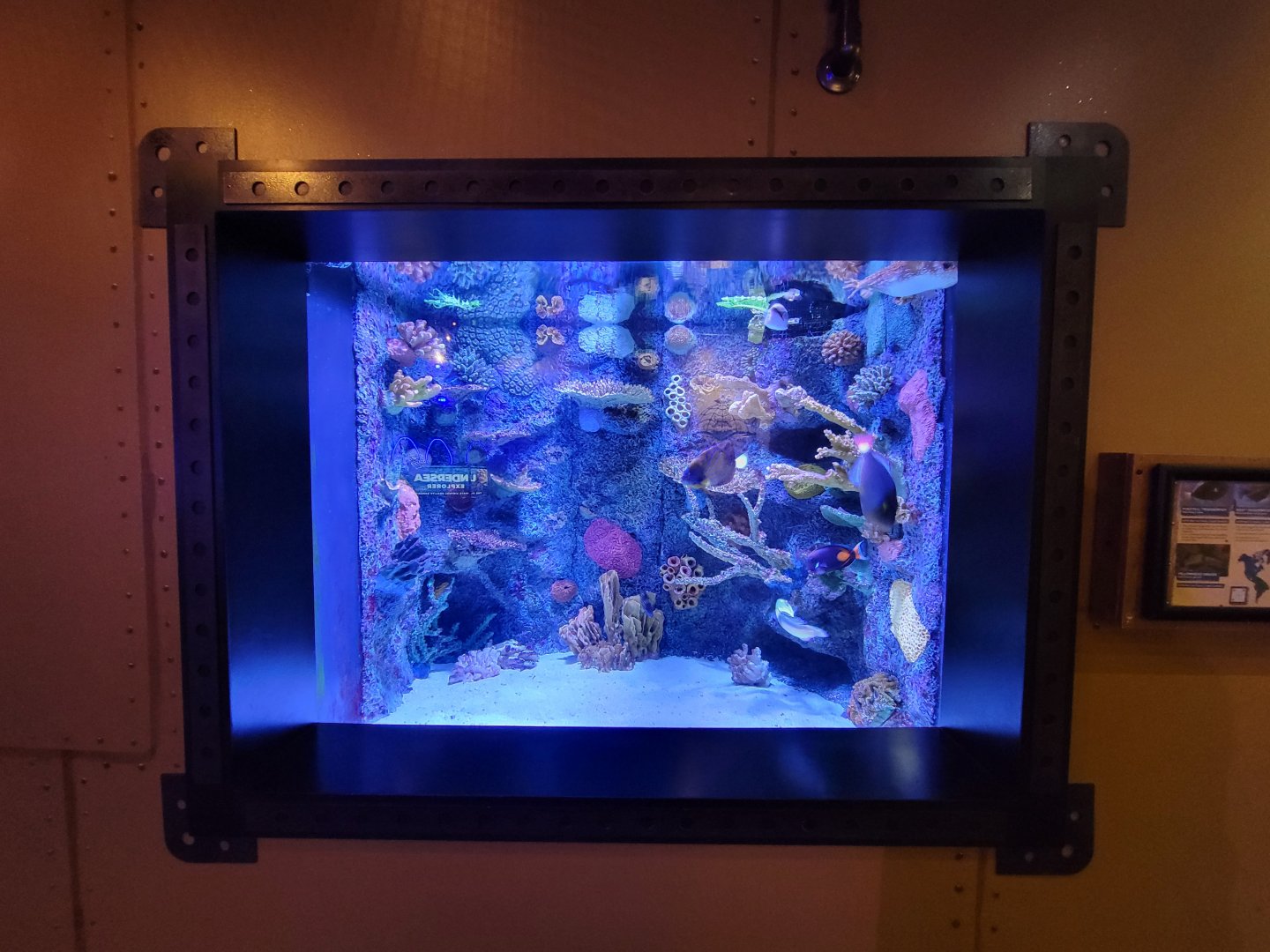 Akron Zoo - Curious Creatures, triggerfish tank