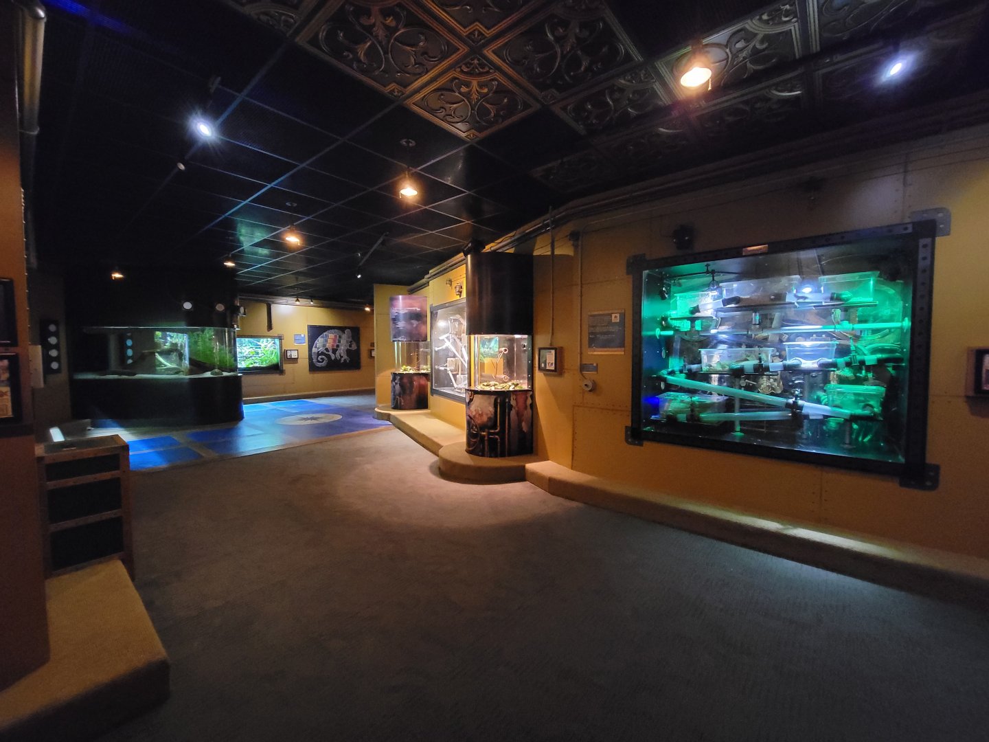 Akron Zoo - Curious Creatures, view of first exhibits, with naked mole-rats on right