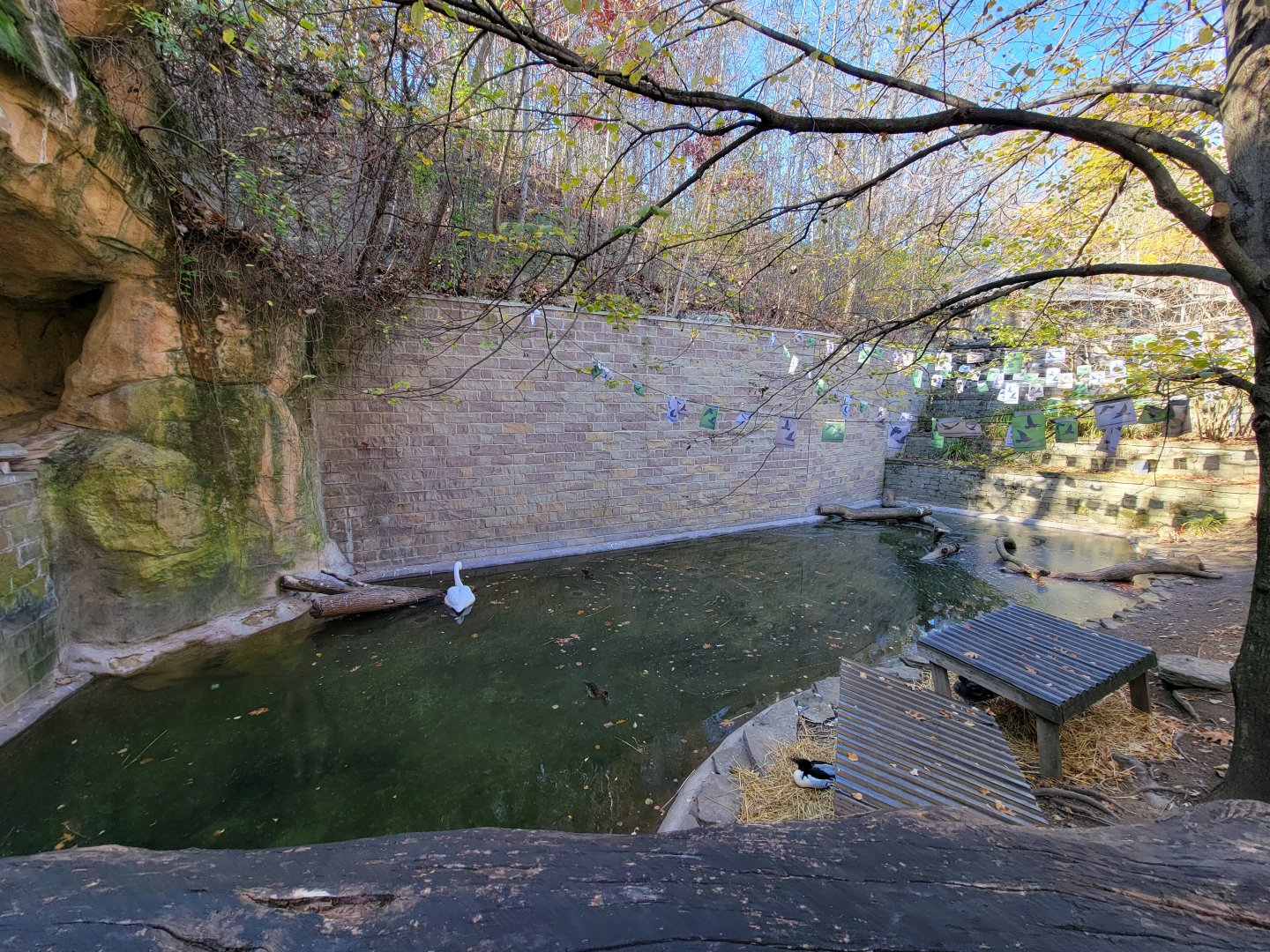 Akron Zoo - Duck pond