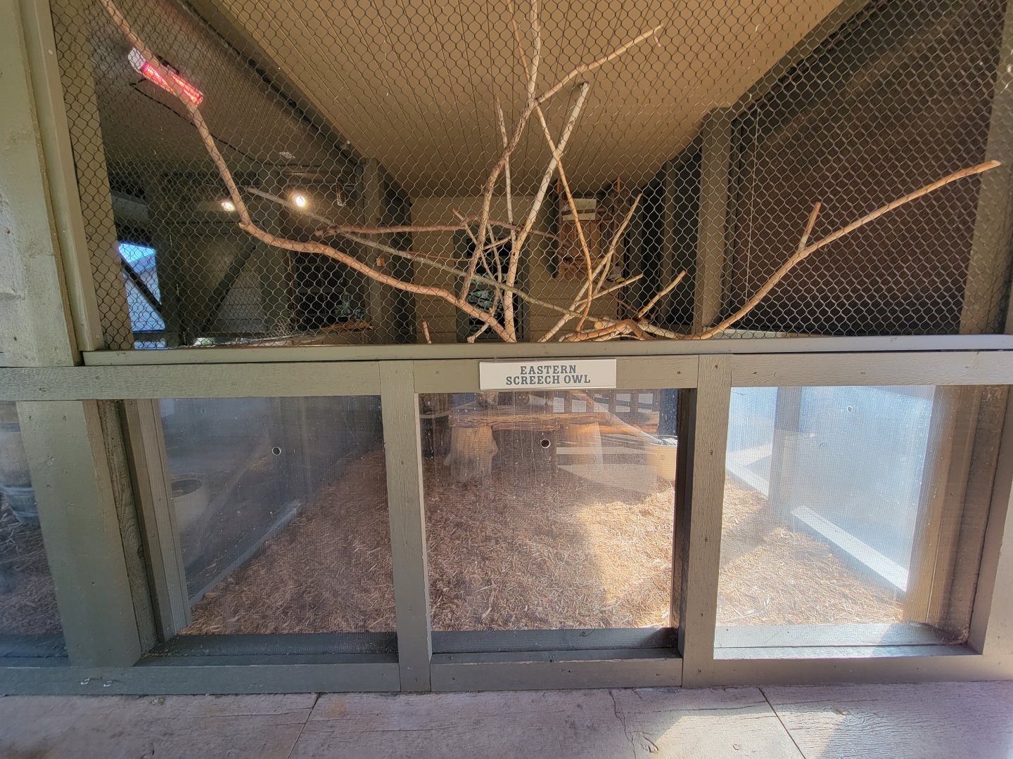 Akron Zoo - Eastern screech owl