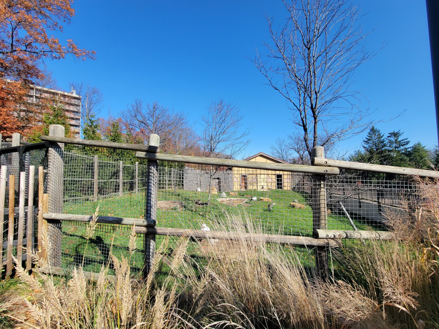 Akron Zoo - Far viewing for Speke's gazelles, white storks, crested guineafowl