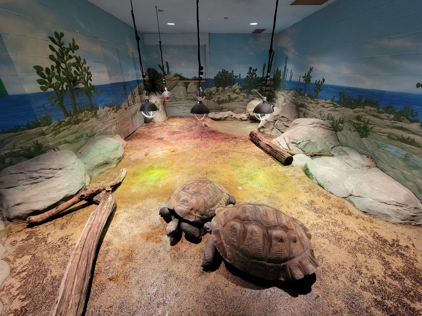 Akron Zoo - Galapagos tortoise indoor exhibit