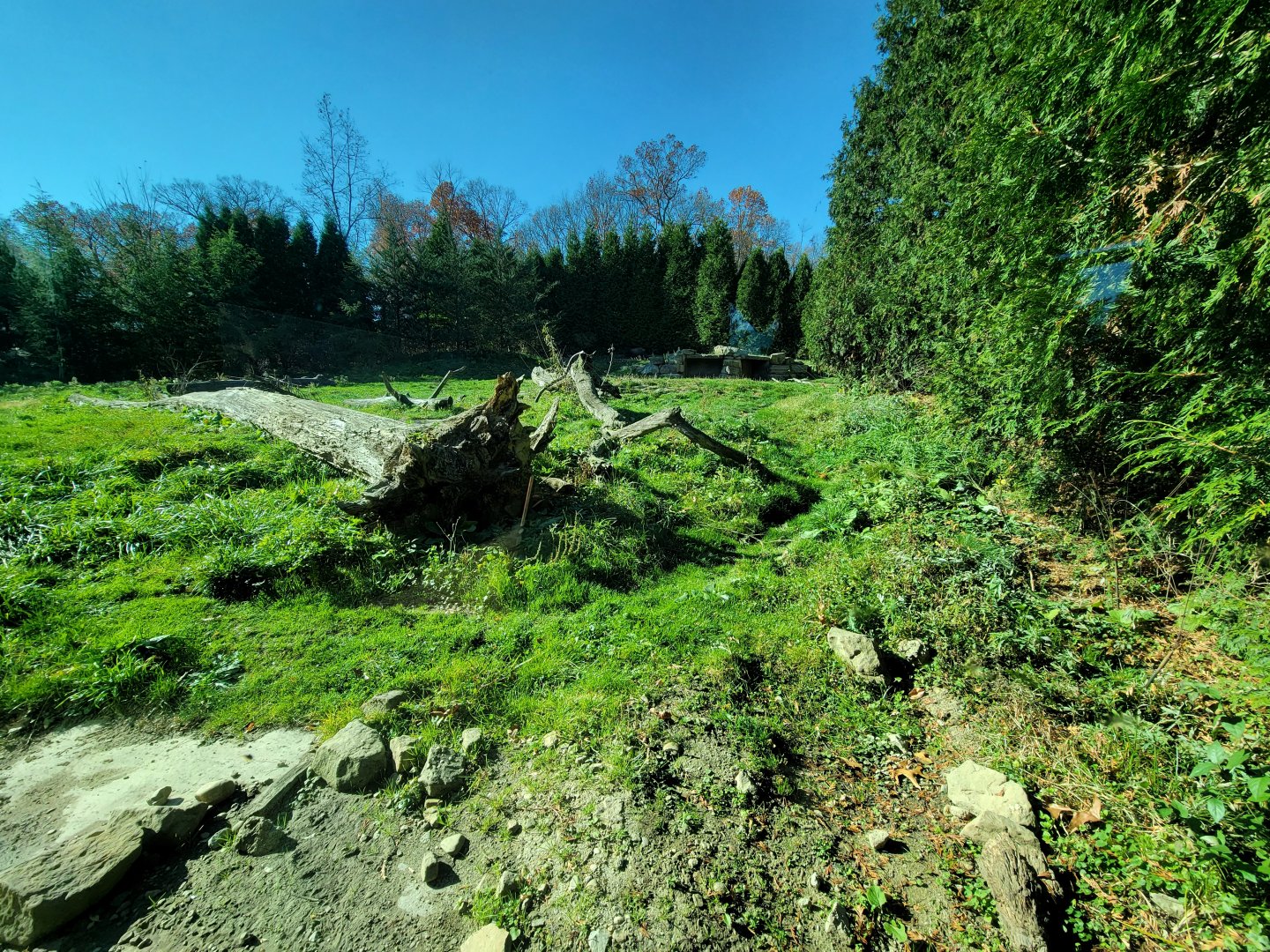 Akron Zoo - Grizzly bear exhibit from lower windows