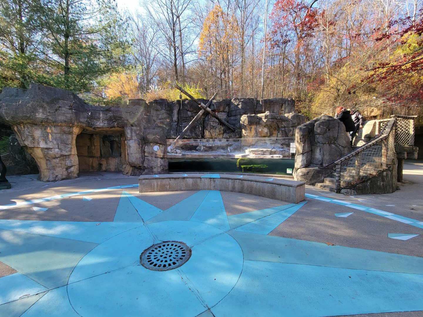 Akron Zoo - Humboldt penguins