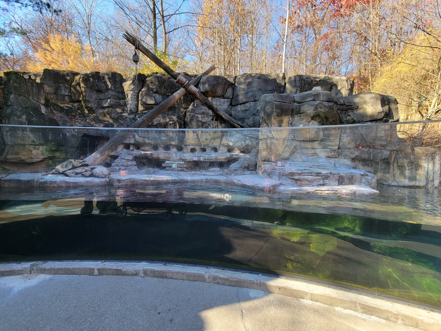Akron Zoo - Humboldt penguins