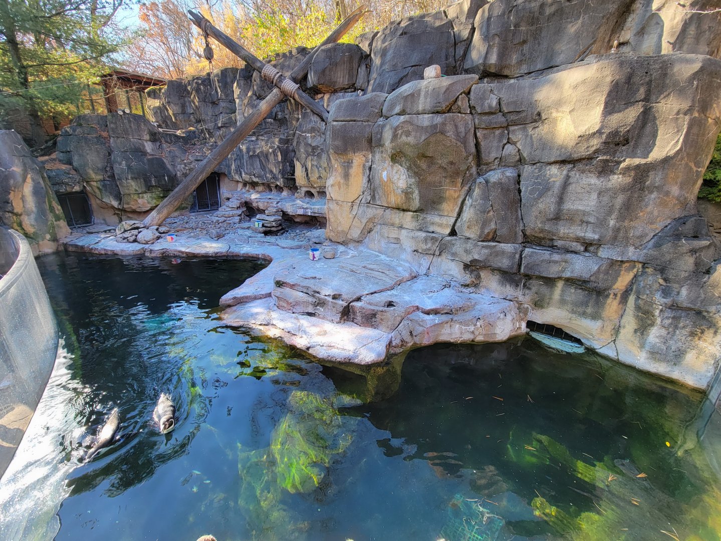 Akron Zoo - Humboldt penguins