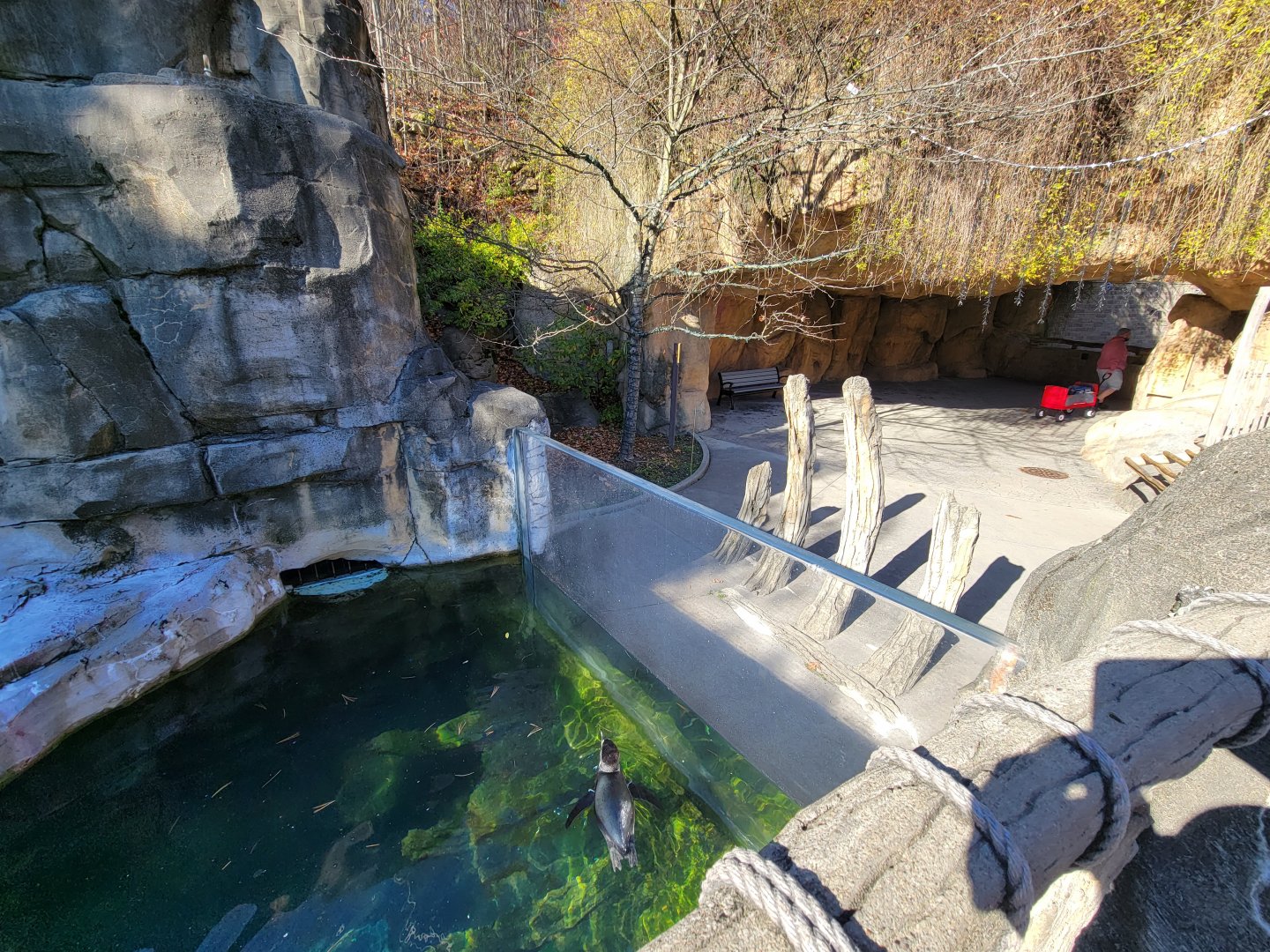 Akron Zoo - Humboldt penguins