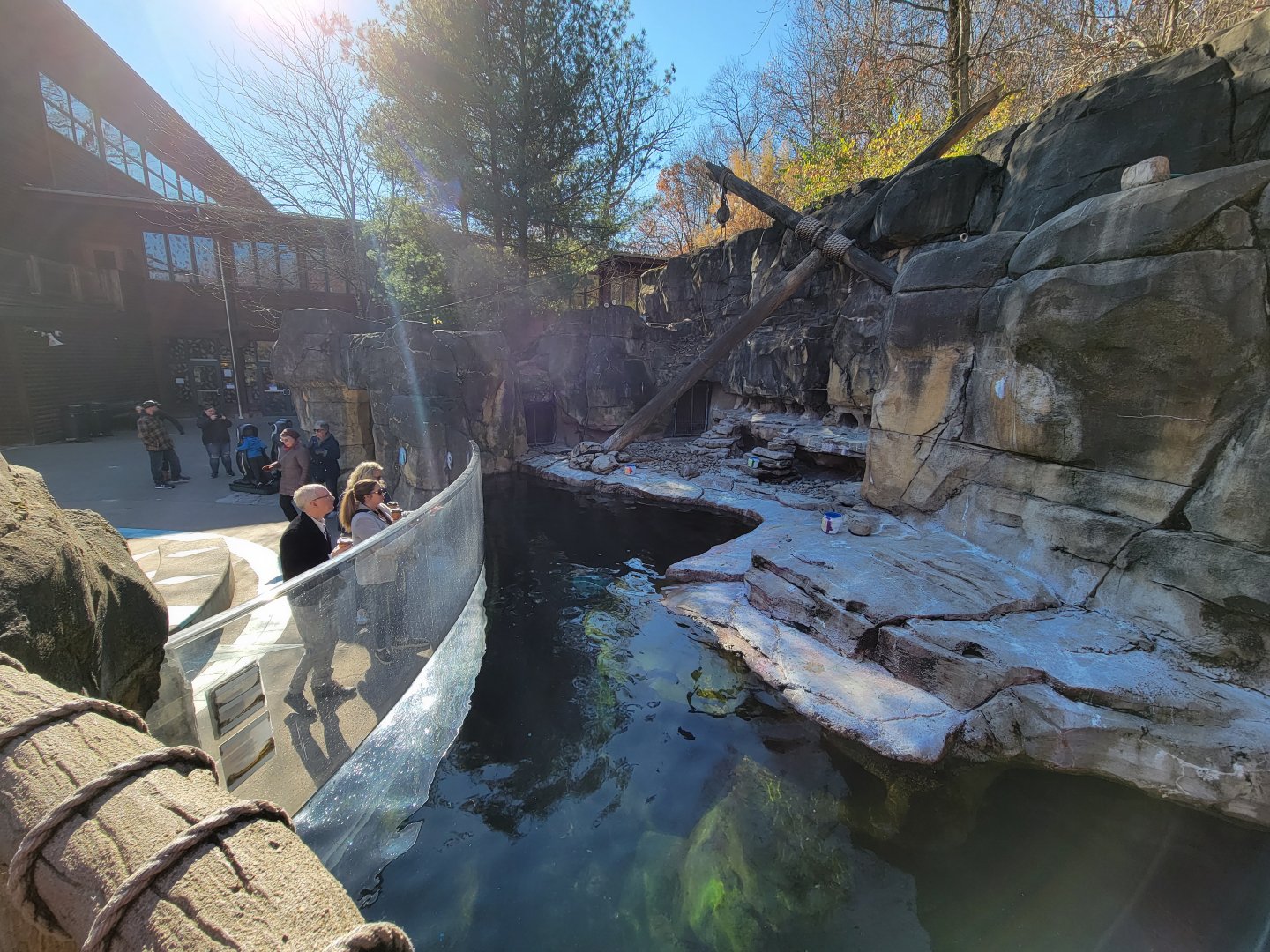 Akron Zoo - Humboldt penguins