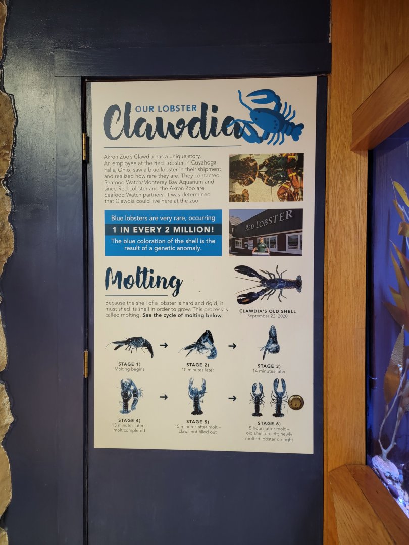 Akron Zoo - Information about Clawdia