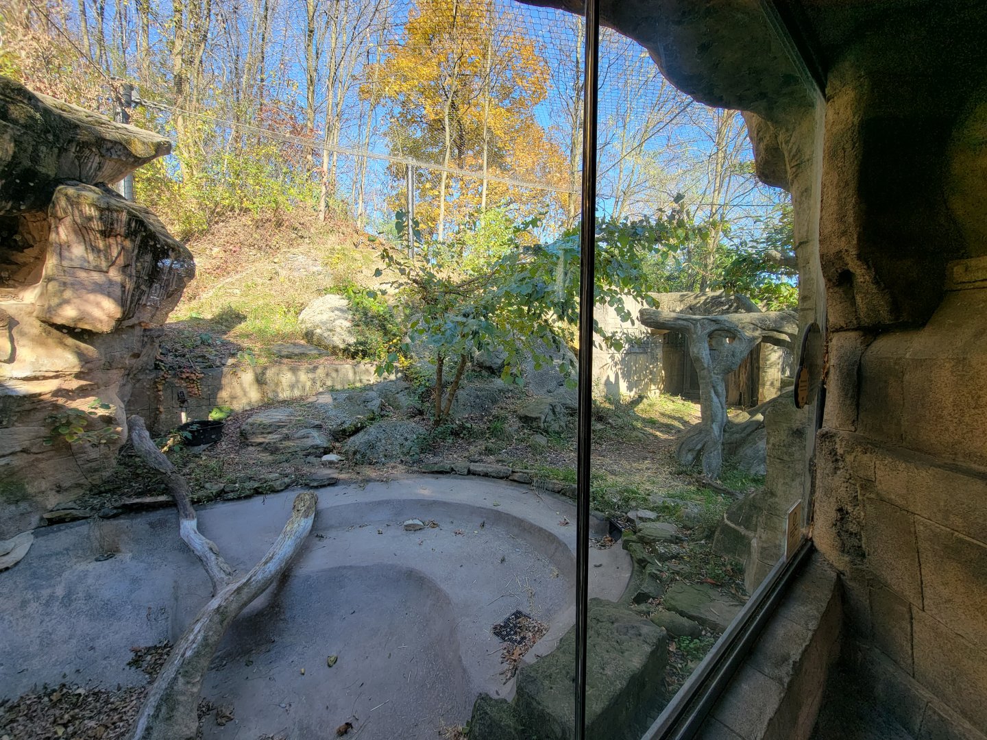 Akron Zoo - Jaguar exhibit, with the cat up high roaring