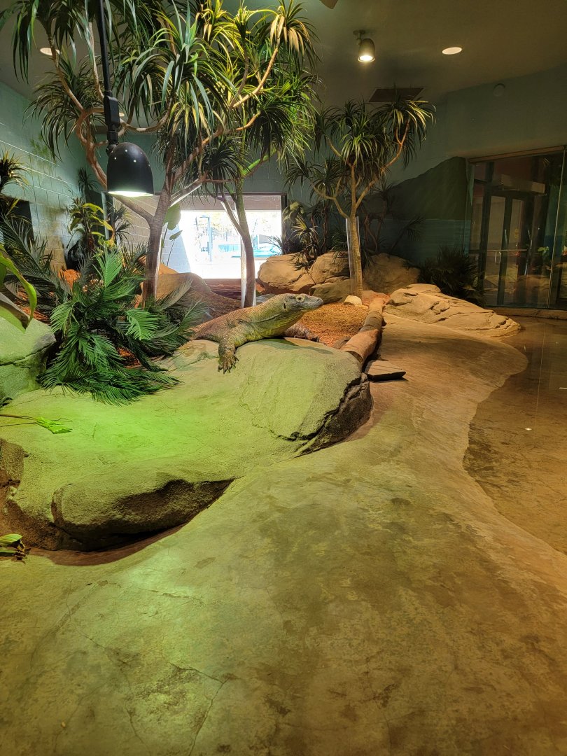 Akron Zoo - Komodo dragon exhibit