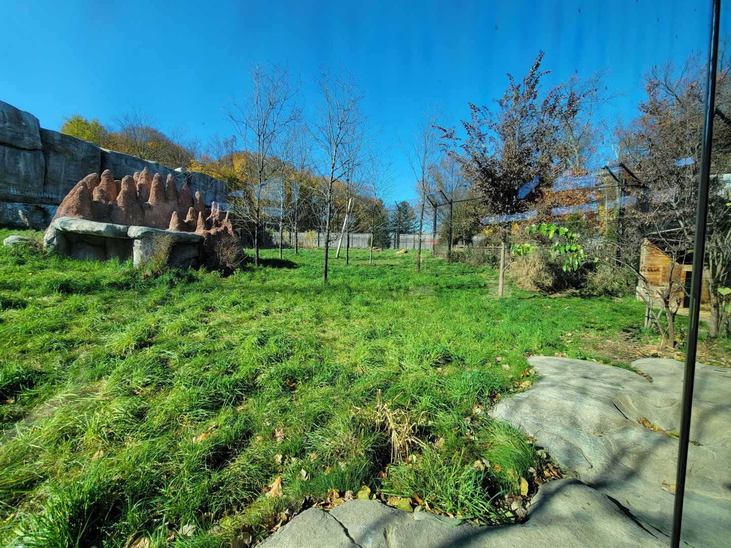 Akron Zoo - Lion exhibit, Mandisa and Tamarr out