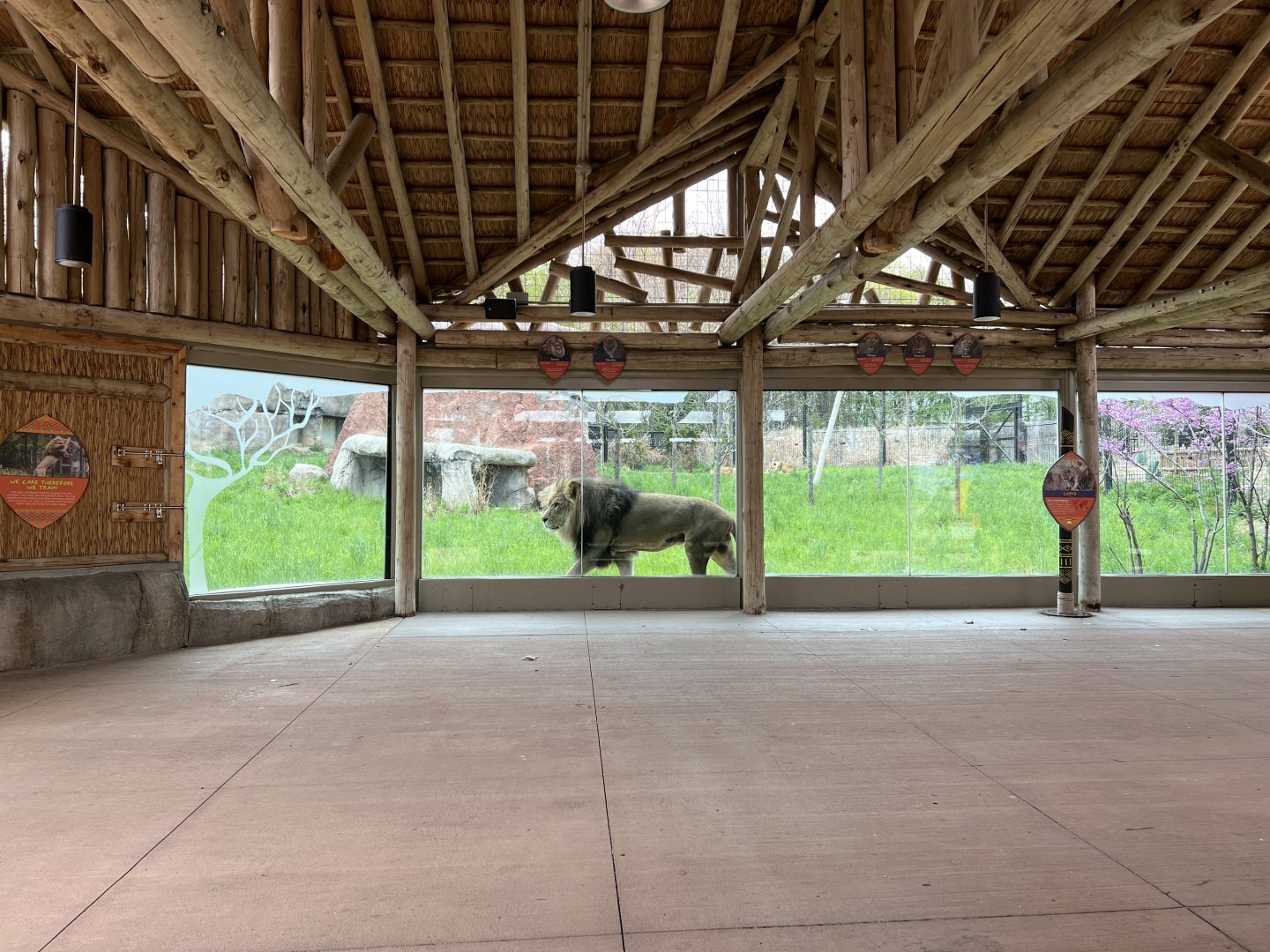 Akron Zoo Lion Viewing