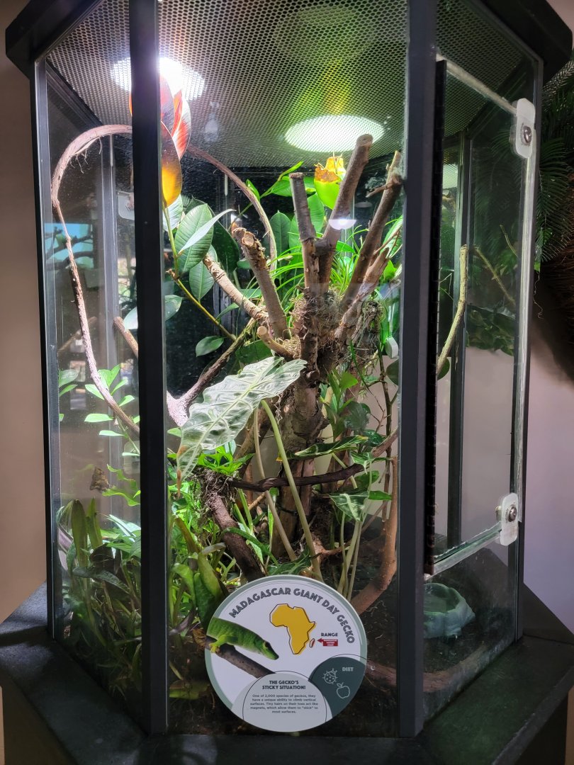 Akron Zoo - Madagascar building, giant day gecko