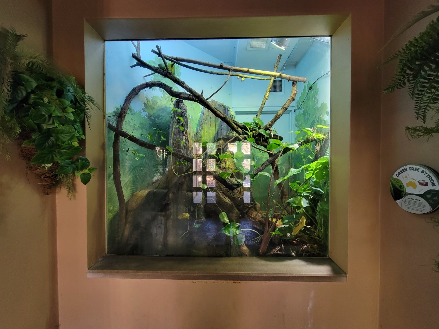 Akron Zoo - Madagascar building, green tree python