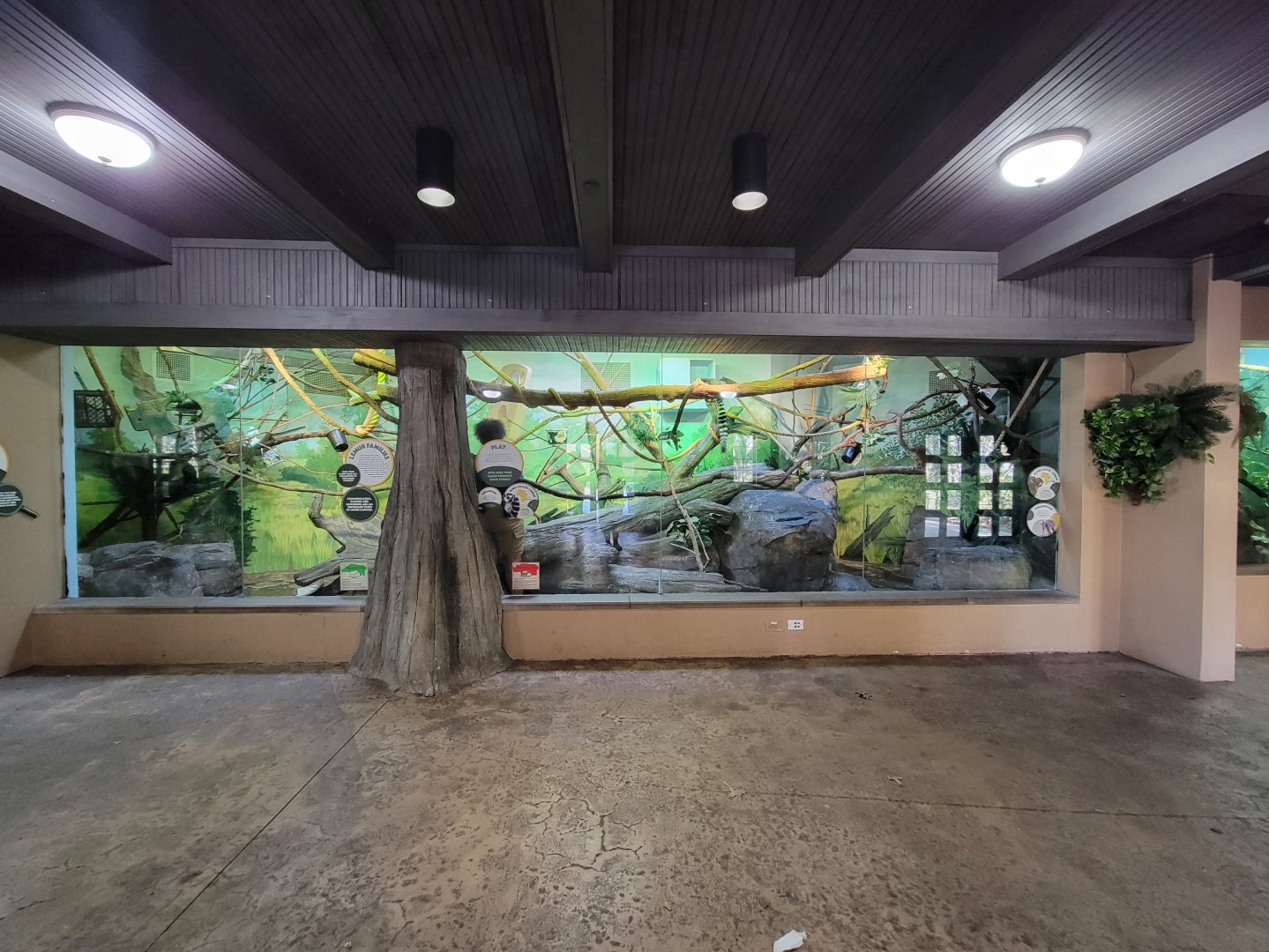 Akron Zoo - Madagascar building, mongoose lemurs and a ringtail lemur