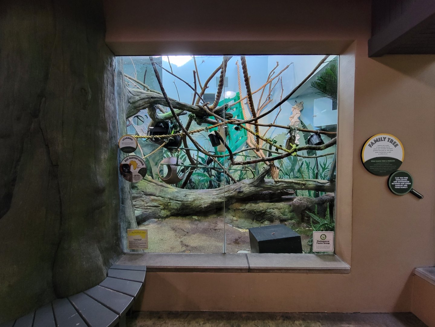 Akron Zoo - Madagascar building, red ruffed lemurs