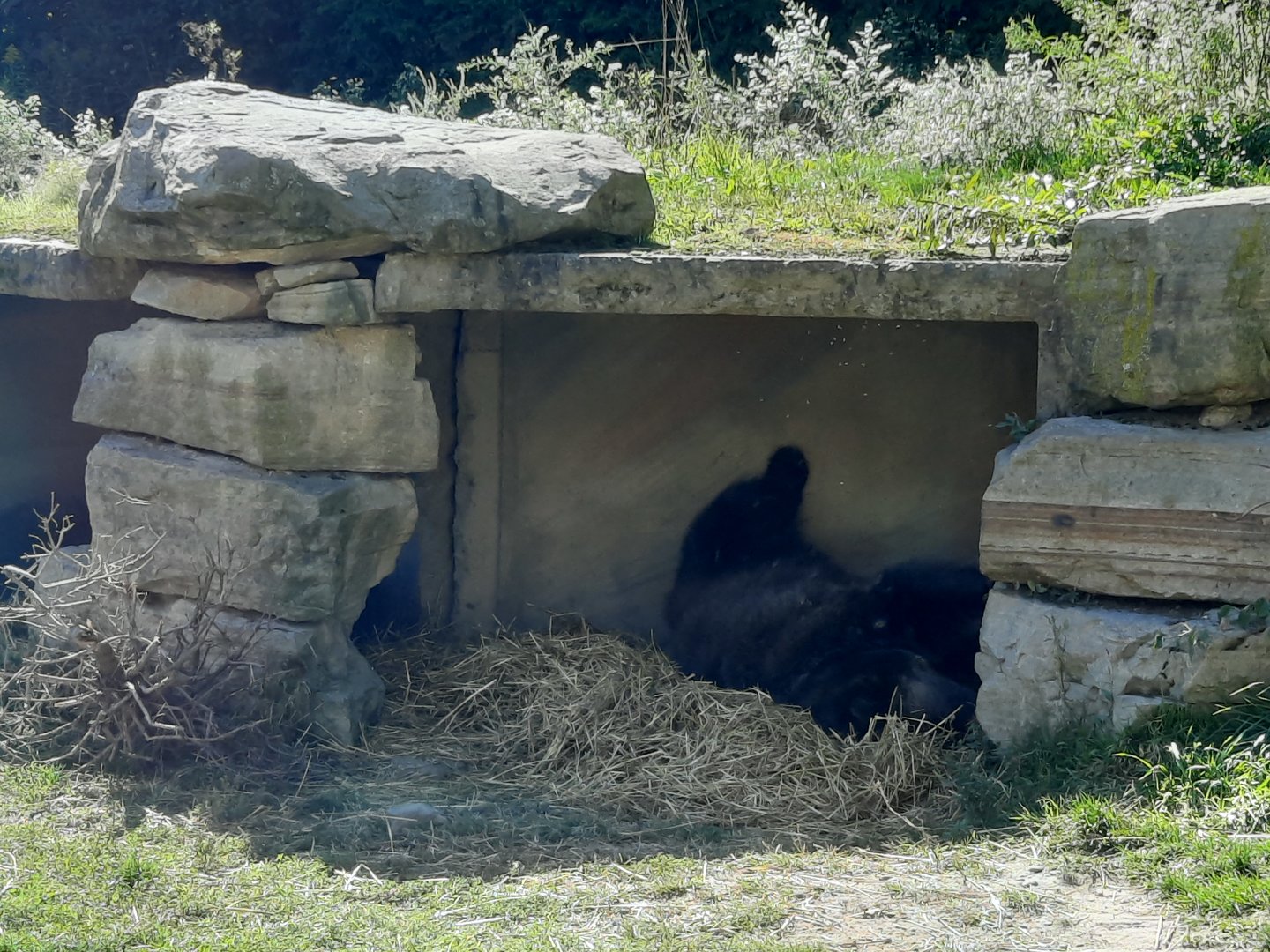 Akron Zoo Oct 2022- Grizzly Bears