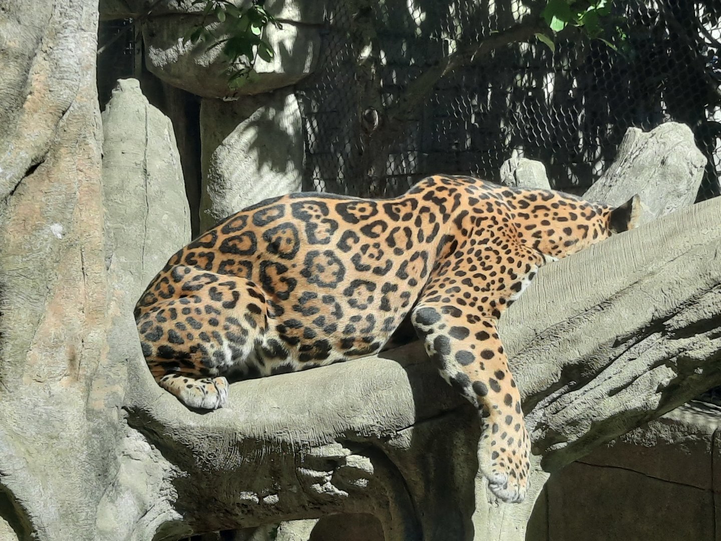 Akron Zoo Oct. 2022- Jaguar