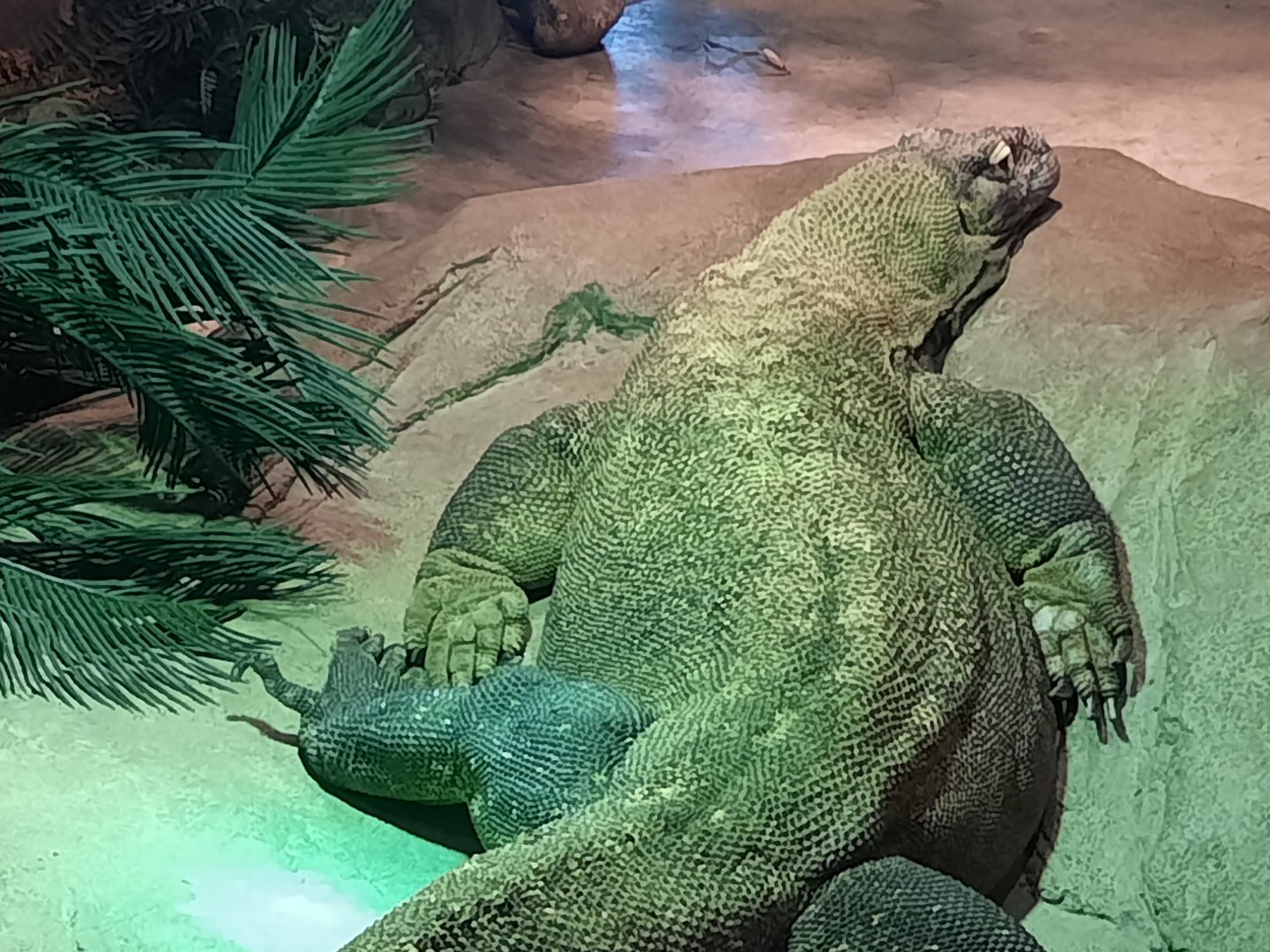 Akron Zoo Oct 2022 - Komodo Dragon Close Up