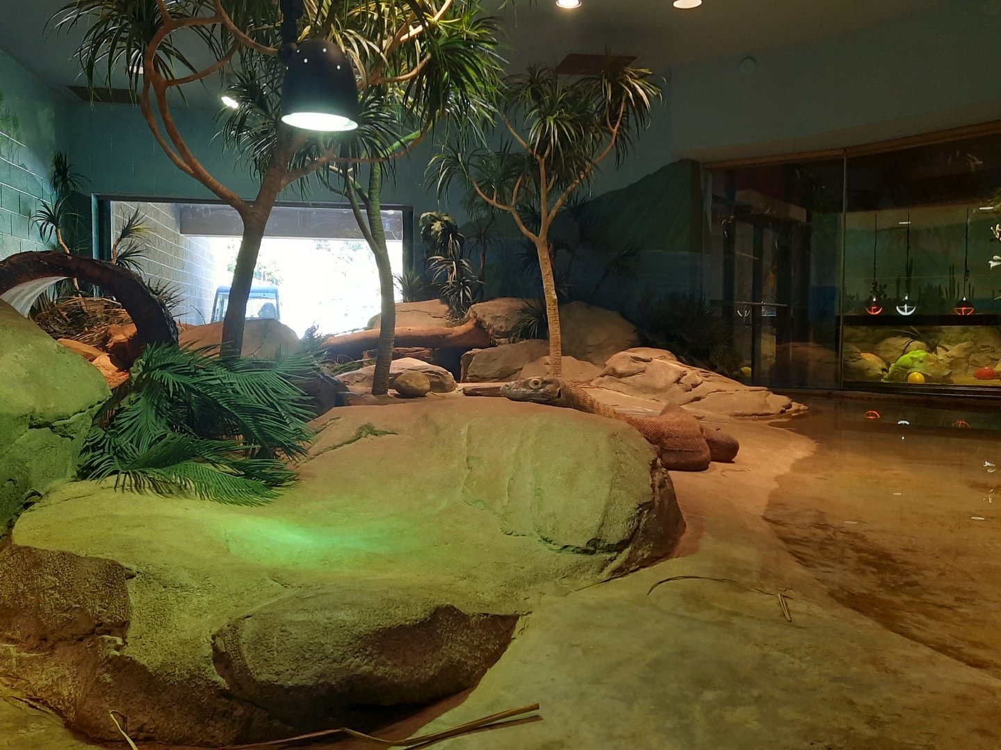 Akron Zoo Oct 2022- Komodo Dragon Exhibit