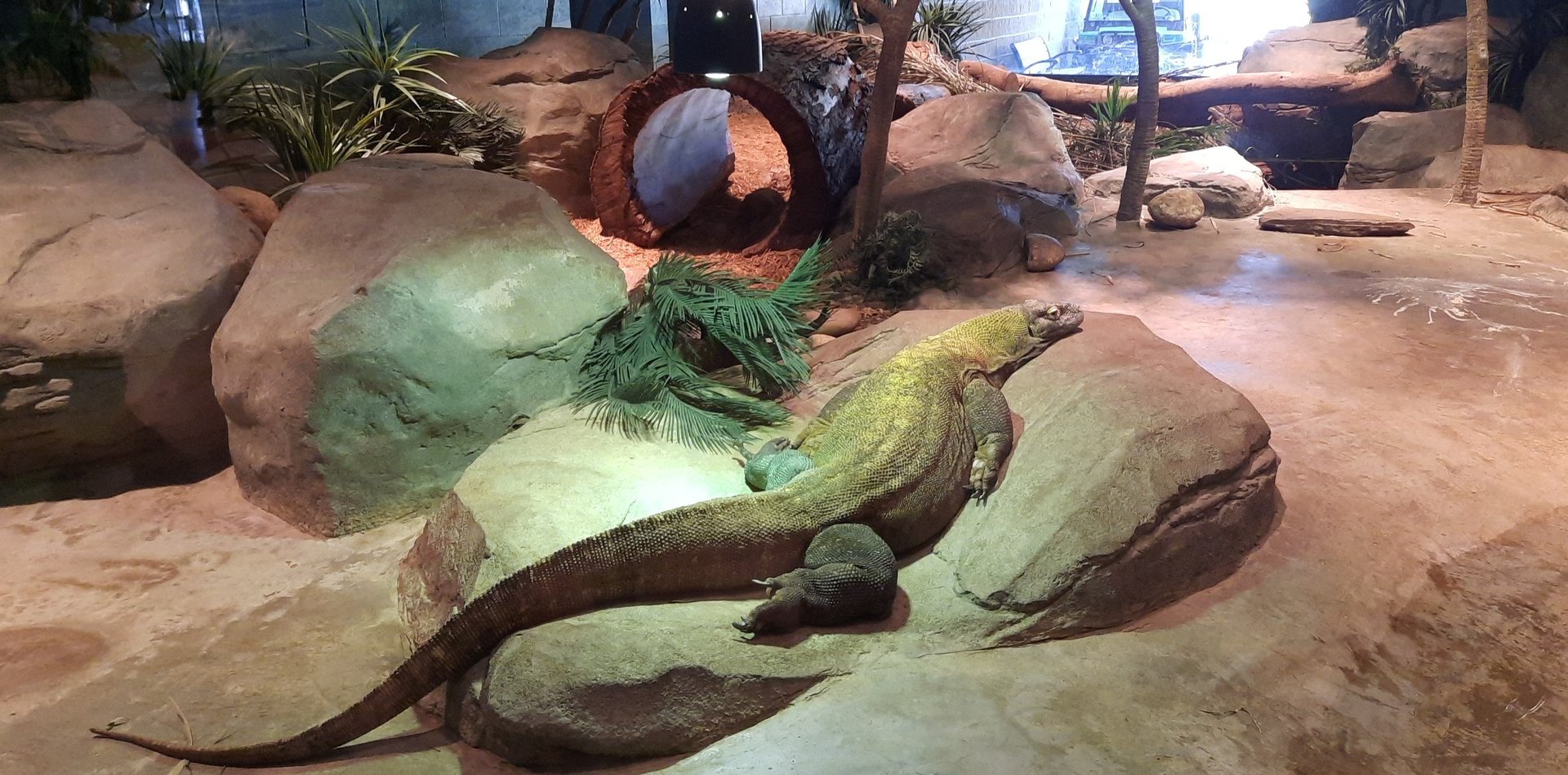 Akron Zoo Oct. 2022- Komodo Dragon