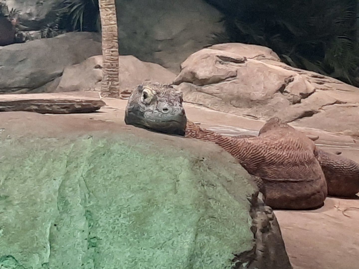 Akron Zoo Oct 2022- Komodo Dragon