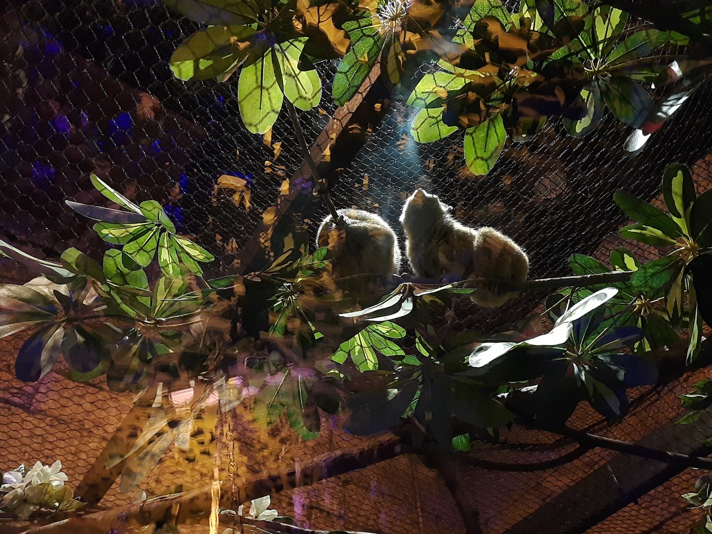 Akron Zoo Oct 2022 - Pygmy Slow Loris