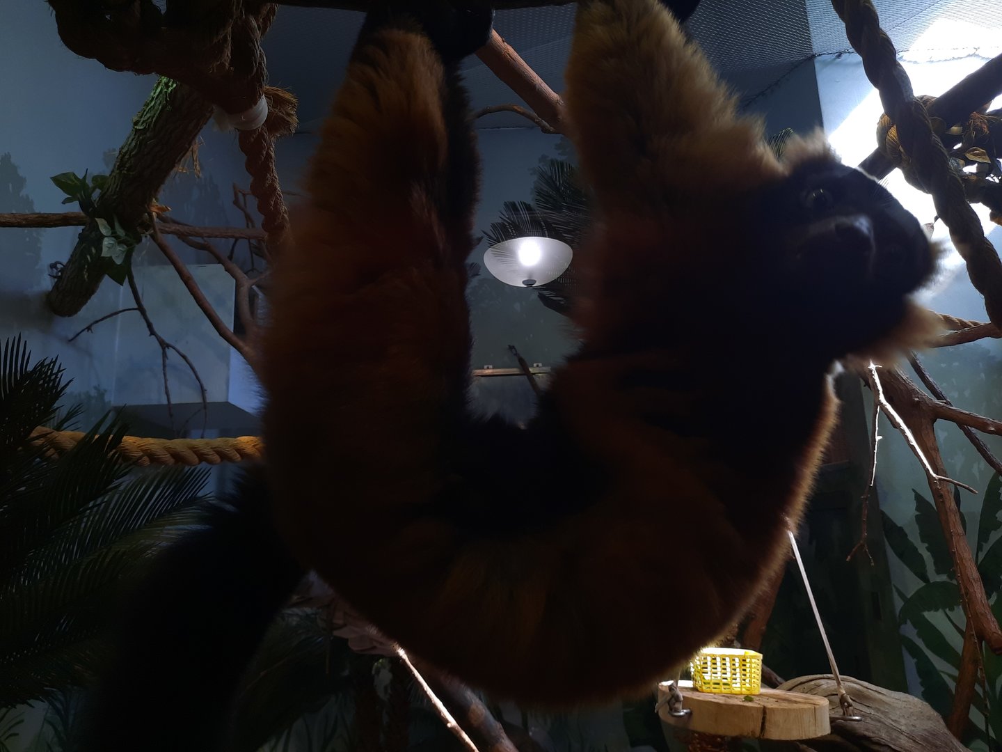 Akron Zoo Oct 2022- Red Lemur