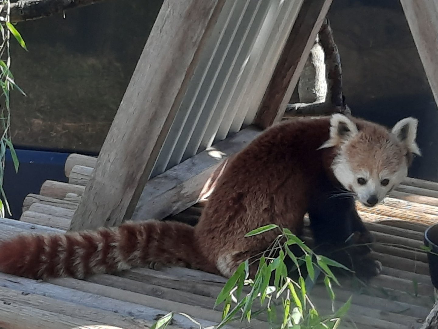 Akron Zoo, Oct. 2022 - Red Panda