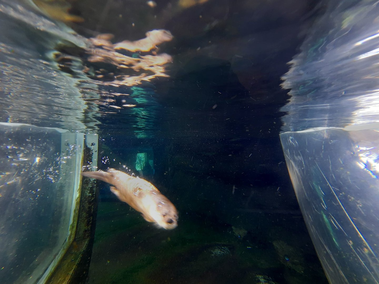 Akron Zoo ,Oct 2022- River Otter