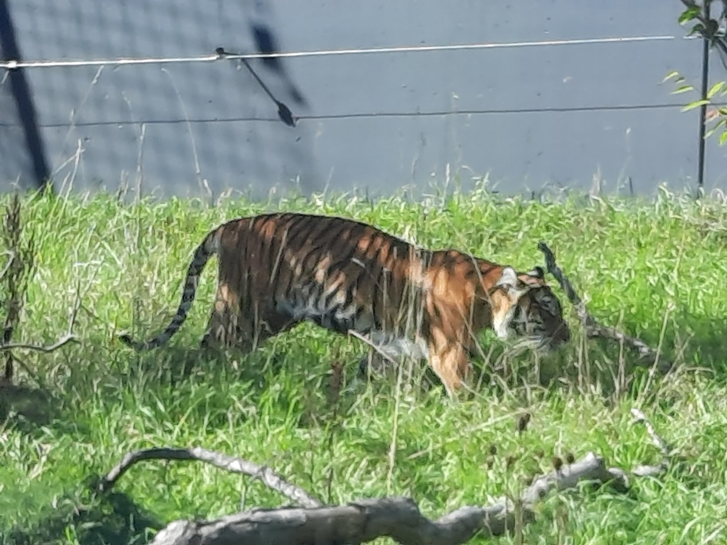 Akron Zoo Oct 2022 - Sumatran Tiger