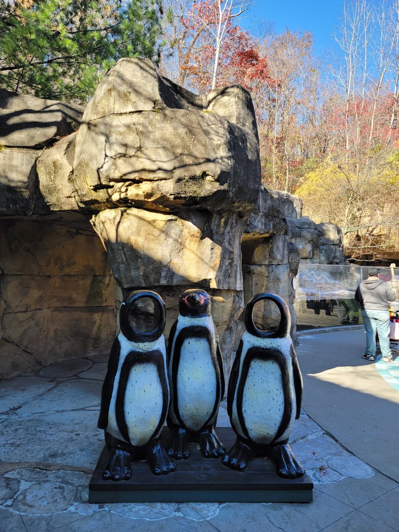 Akron Zoo - Penguin photo-op